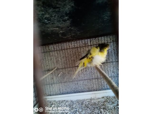 Photo Canari de posture image 4/6