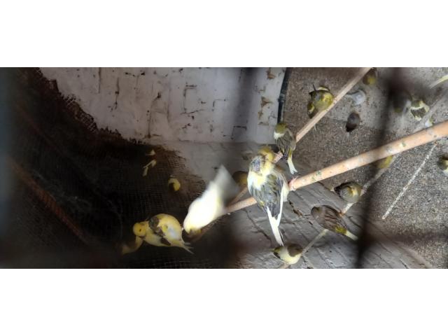 Photo canari males et femelles glosters année 2024 bagués trés bon chanteurs image 4/4