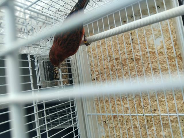 Photo Canaris image 4/6