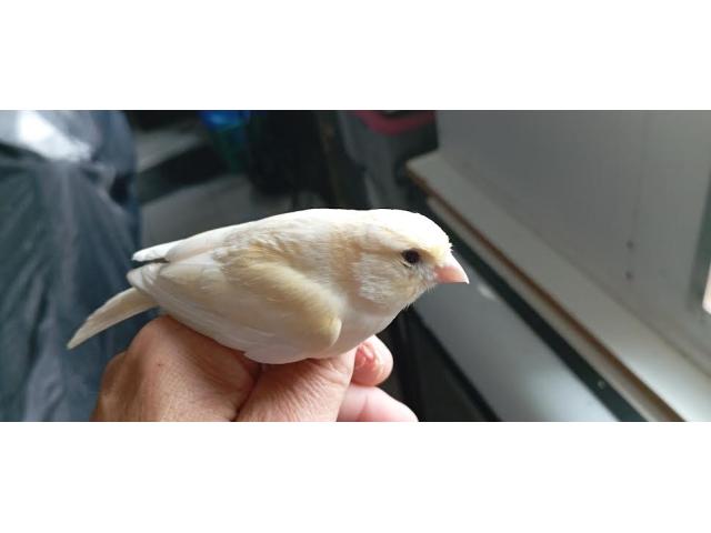 Photo canaris image 4/5