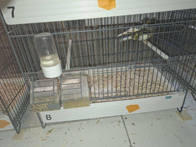 Photo Canaris à céder image 4/6