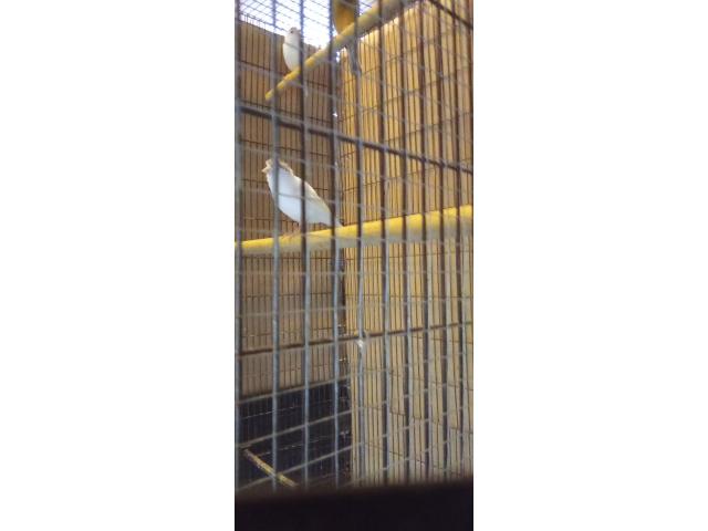 Photo Canaris blanc huppé ou simple image 4/4