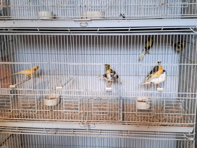 Photo Canaris Timbrado image 4/4