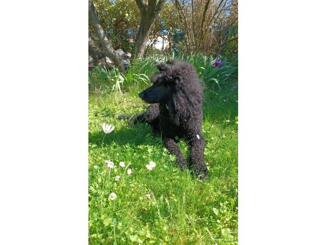 Photo Caniche Royal, porteur du bicolore, disponible pour Saillie image 4/4