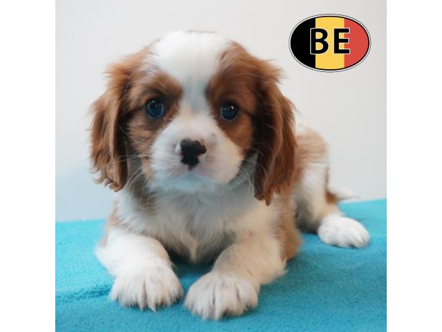 Photo Cavalier King Charles - adorables chiots belges à vendre image 4/6