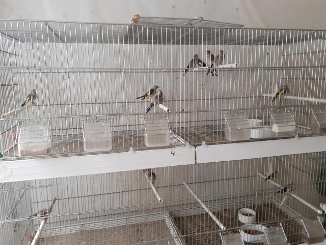 Photo Chardonneret parva image 4/4