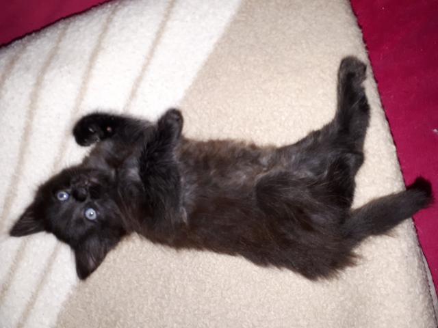 Photo chaton angora turc noir yeux bleus image 4/6