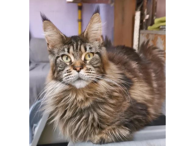 Photo Chaton Femelle maine coon black smoke image 4/4