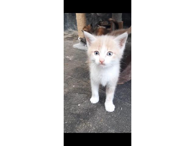 Photo Chatons a donner image 4/4