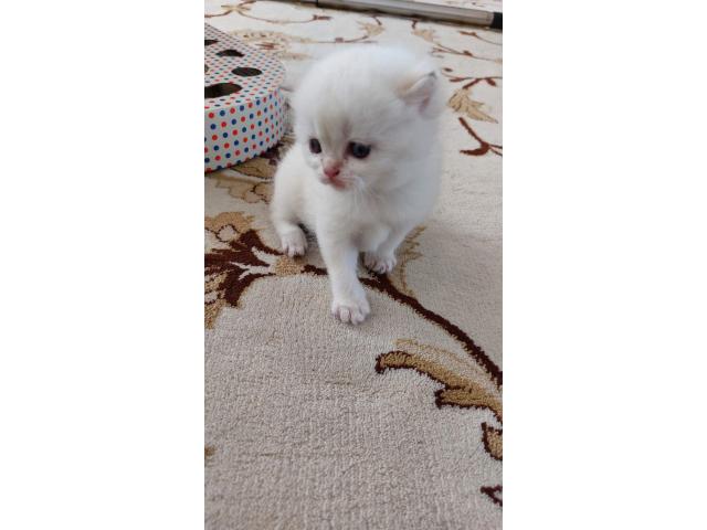 Photo Chatons British shorthair image 4/4