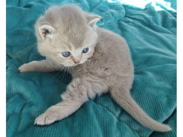 Photo Chatons British Shorthair fawn à réserver image 4/5