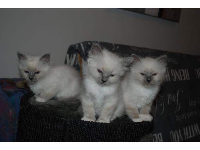 Photo chatons disponibles image 4/4