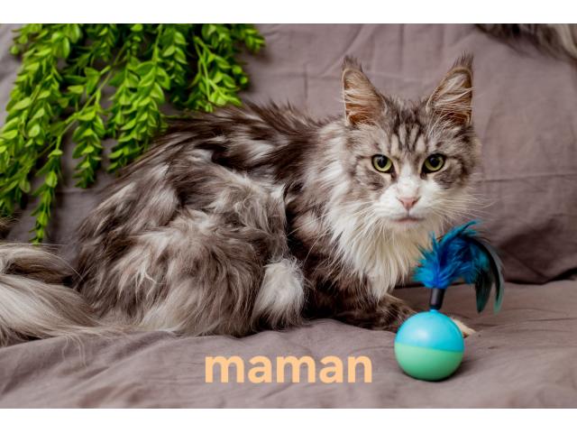 Photo Chatons Maine Coon à vendre (pédigrée) image 4/6