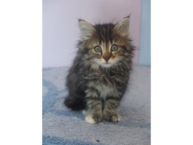 Photo Chatons Norvegien contre bon soins image 4/6