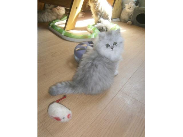 Photo Chatons persans chinchilla image 4/4