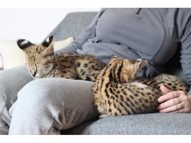 Photo chatons savannah  disponible image 4/6