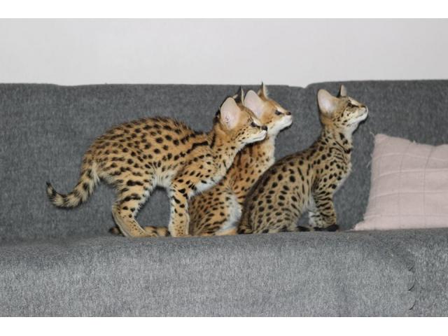 Photo chatons savannah , serval  et caracal image 4/6