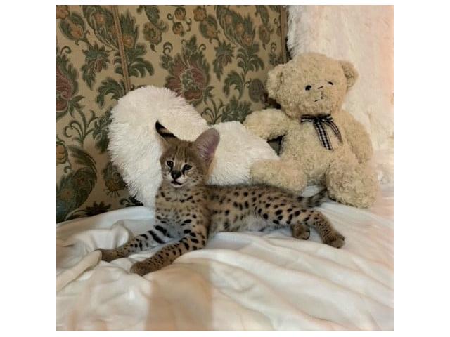 Photo chatons serval et savannah disponible image 4/6