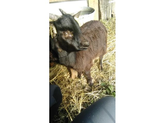 Photo Chevreau image 4/4
