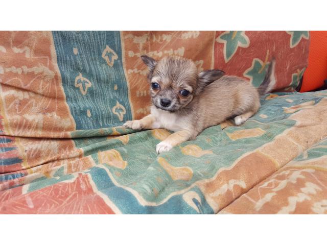 Photo Chihuahua image 4/6