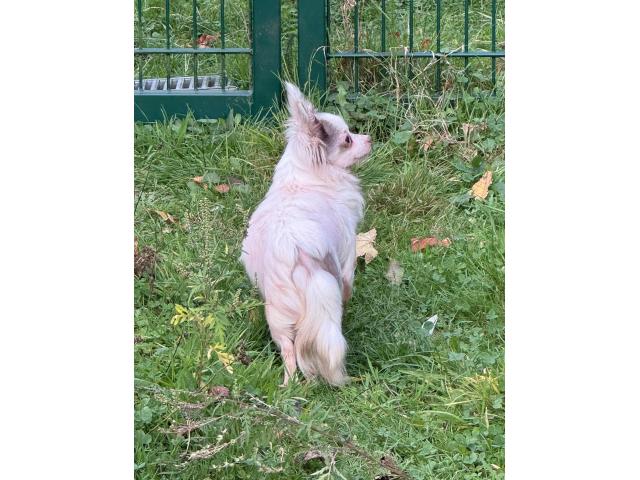 Photo Chihuahua adulte image 4/6