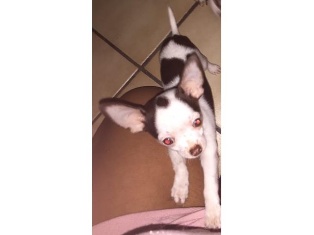 Photo Chihuahua blanc et choco poils court image 4/6