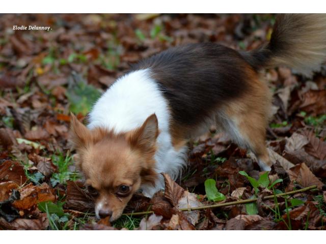 Photo Chihuahua choco porteur lavande disponible pour saillie image 4/6