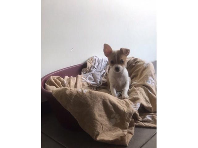 Photo Chihuahua femelle de 3 mois image 4/5