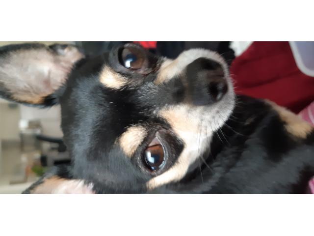 Photo Chihuahua mal image 4/5