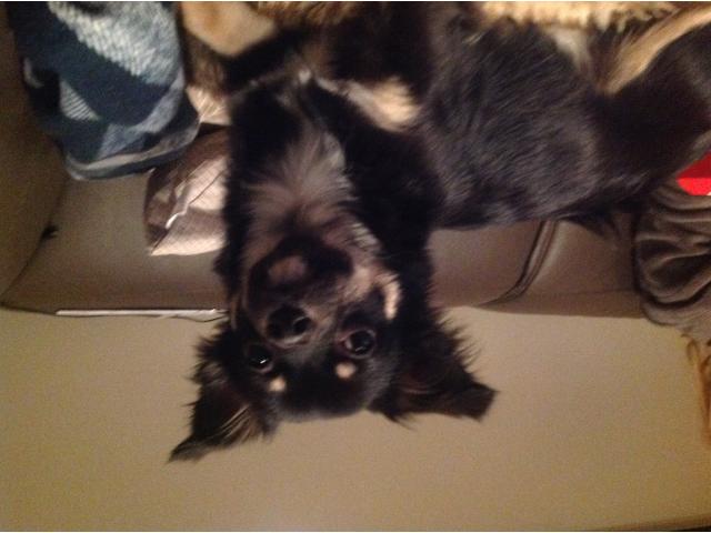 Photo Chihuahua noir et beige pour saillie image 4/5