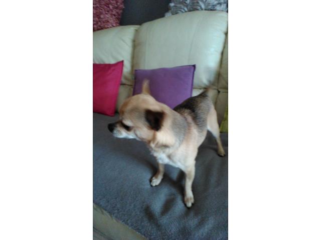 Photo Chihuahua ( pelo corto) image 4/6