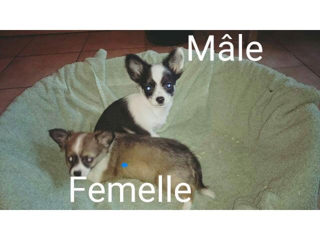 Photo Chihuahua poil long et poil court image 4/6
