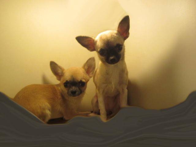 Photo Chihuahuas à poils courts image 4/6
