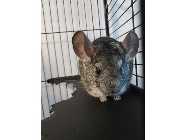 Photo Chinchillas image 4/5