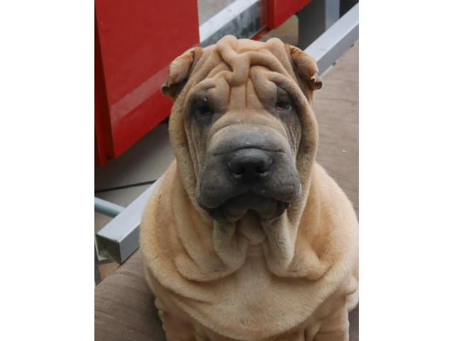 Photo chiot a vendre image 4/4