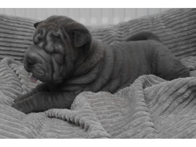 Photo chiot a vendre image 4/5
