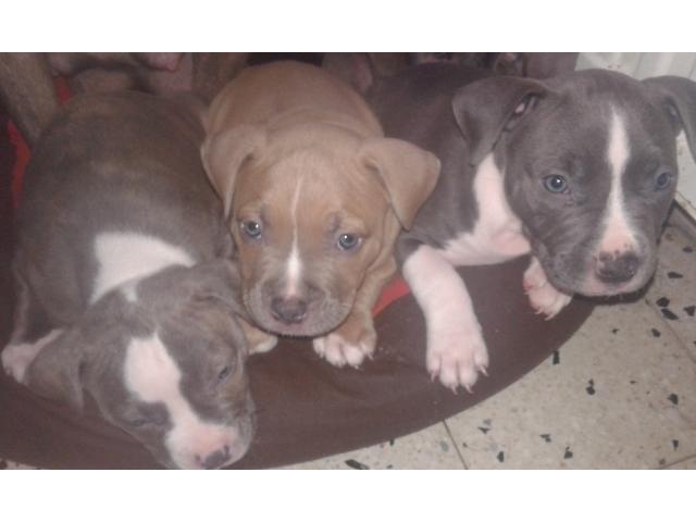Photo chiot a vendre american bully poket image 4/4
