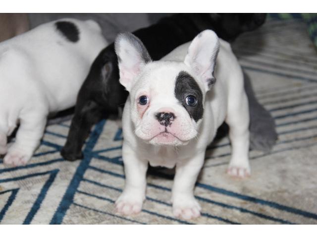 Photo Chiot BOULDOGUE FRANCAIS EXOTIQUE image 4/5
