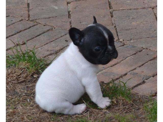 Photo Chiot bouledogue français image 4/5