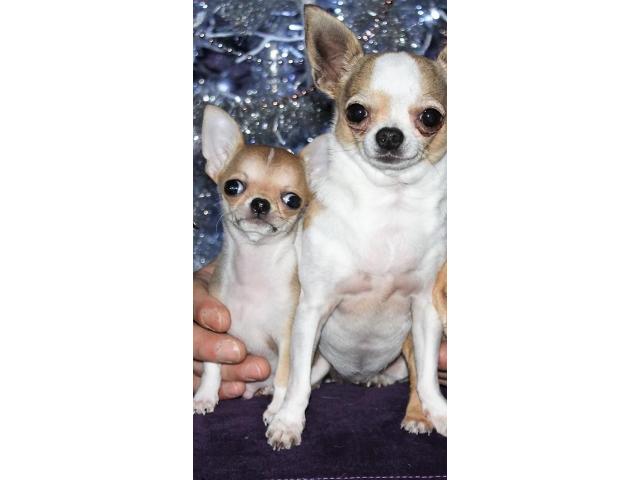 Photo Chiot Chihuahua mâles petit gabarit. image 4/6