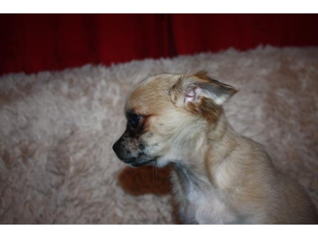 Photo Chiot chihuahua merle disponible image 4/5