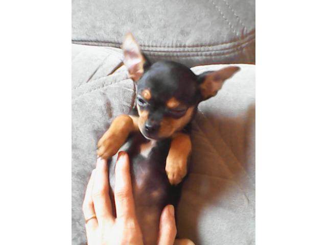 Photo chiot femelle chihuahua image 4/4