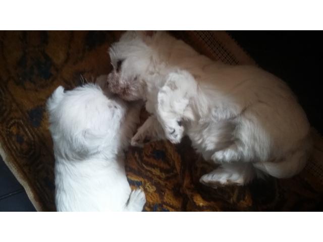 Photo Chiot femelle westie image 4/4