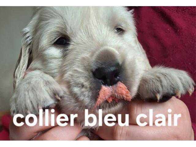 Photo Chiot golden retriever image 4/4