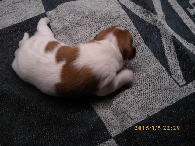 Photo chiot jack russell image 4/4