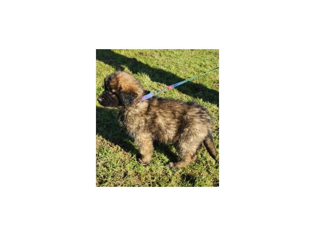 Photo CHIOT LEONBERG image 4/6