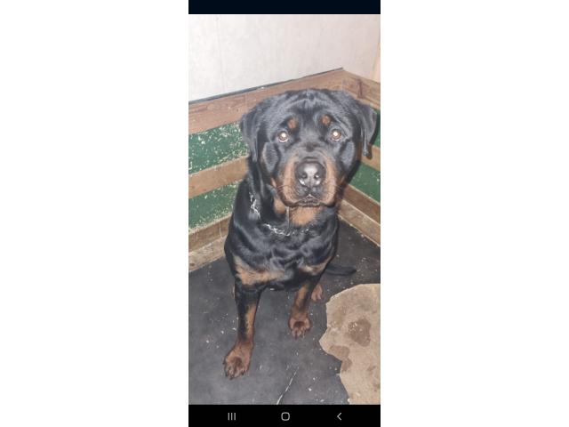 Photo Chiot rottweiler image 4/5