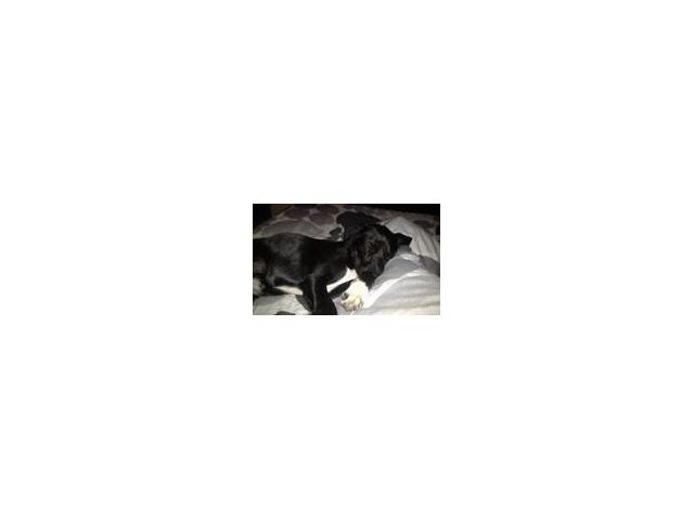 Photo chiot  type labrador femelle noir cravate  blanche image 4/4