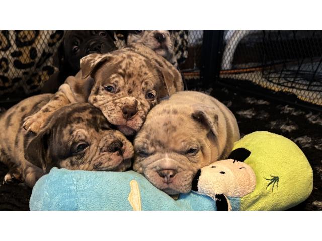 Photo Chiots américain bully image 4/5
