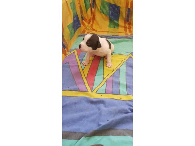Photo Chiots American bully image 4/6